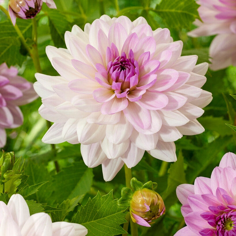 Dahlia Valentino Dekorativ 1-pack NYHET